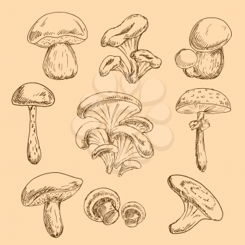 Sketches of forest chanterelles and boletus, oysters and champignons, shiitake and dangerous amanita mushrooms. Old fashioned recipe book or kitchen interior accessories design