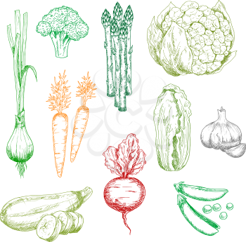 Sweet carrot and green onion, broccoli and pea, chinese cabbage, zucchini asparagus and cauliflower, garlic and red beet vegetables. Color sketches for vegetarian food, farming, agriculture harvest th