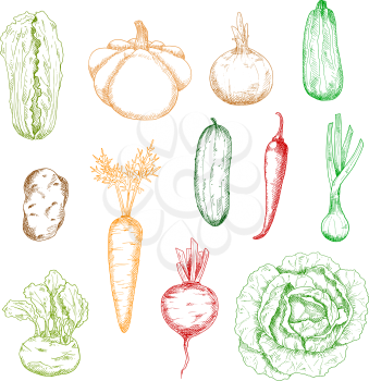 Sketches of carrot and onion, cabbages and potato, cucumber and chilli pepper, zucchini and beet, kohlrabi, scallion and pattypan squash vegetables. Kitchen interior, agriculture or recipe book design
