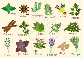 Herbs, condiment and spices with twigs and seeds of parsley, mint and rosemary, red basil and dill, anise star and thyme, cloves and oregano, cinnamon and ginger, bay leaf and vanilla, sage and arugul