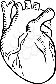 Human heart outline sketch. Isolated anatomical detailed organ of human circulatory system for healthcare, cardiology, anatomy or another medicine theme design
