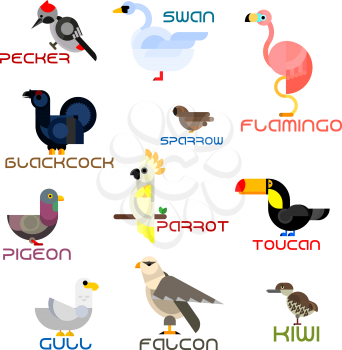 Cartoon parrot and toucan, sparrow and pigeon, forest pecker and blackcock, wild falcon and water gull, swan and flamingo, kiwi birds. Colorful flat birds for nature, zoo or childish themes design