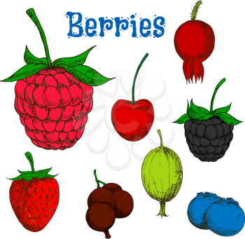 Ripe red raspberry and strawberry, cherry and briar, blackberry and green gooseberry, black currant and blueberry fruits. Colorful berry sketches for kitchen theme or agriculture design