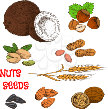 Nutritious raw and dried walnuts, almonds, peanuts, pistachios, hazelnuts, coconuts, sunflower seeds and wheat ears. Colorful sketches of nuts, seeds, beans and cereal for organic farming, healthy foo