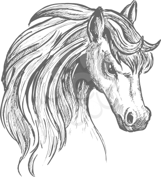 Sketch illustration of beautiful young horse head with thick wavy mane and gentle glance. Great for wildlife symbol or t-shirt print design usage