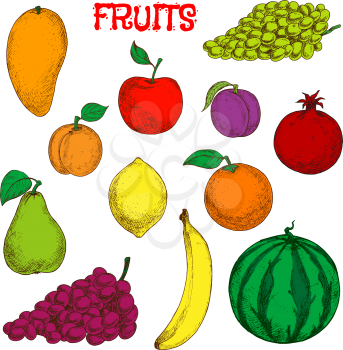 Colored sketches of fruits for agriculture design with flavorful tropical mango, juicy lemon, sweet orange and banana, bunches of violet and green grapes, red apple and pomegranate, fresh plum and pea