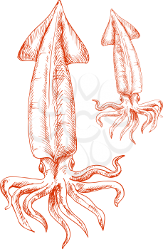 Atlantic ocean red squid isolated sketch icon. Vintage engraving drawing of marine animal for seafood restaurant or aquarium mascot, t-shirt print or tattoo design 