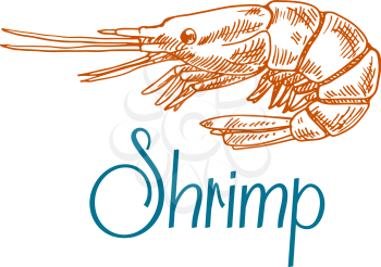 Vintage engraving sketch icon of marine rock shrimp or prawn with short antennae and caption Shrimp. Underwater wildlife, seafood menu, old fashioned recipe book design usage