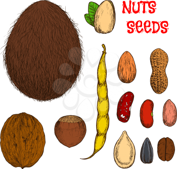Sweet almond, hazelnut, walnut and pistachio nuts, coconut fruit, roasted coffee, peanuts with shell and common beans with pod, dry pumpkin and sunflower seeds retro stylized colored sketches. Use as 