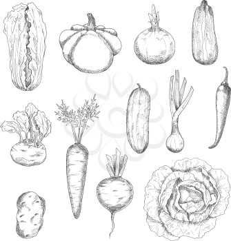 Freshly plucked selected cabbages, carrot, beetroot, onions, cayenne pepper, potato, cucumber, zucchini, kohlrabi and pattypan squash vegetables sketches. Healthy veggies for organic farming or kitche