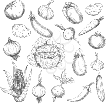 Retro sketch of fresh eggplants, tomatoes, chili and bell peppers, onions, potatoes, heads of garlic, carrot, beets, cucumber, cabbage and corn vegetables. May be use as organic farming, agriculture h