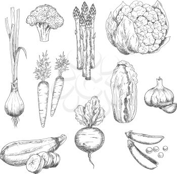 Organically grown fresh vegetables sketch for healthy vegetarian food or agriculture design with sweet crunchy carrots, peas and beet, spicy garlic and green onion, juicy asparagus, cauliflower and zu