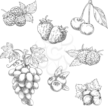 Flavorful fresh garden strawberries, grape vine with tendrils and bunch of ripe grapes, raspberries, cherries, blackberries, gooseberries and blueberries fruits sketches in engraving style. Great for 