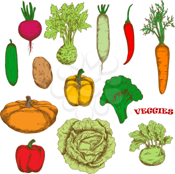 Bright yellow and red bell peppers, orange carrot and pumpkin, green broccoli, cucumber and cabbage, kohlrabi and celery, purple beet and hot red chili pepper, ripe potato and daikon vegetables. Color
