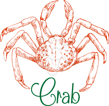 Japanese snow crab sketch symbol with rounded body and long thin legs. Use as seafood restaurant, underwater wildlife or oriental cuisine design 