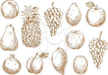 Delicate sketch drawings of grapes, peach and apple, mango and pineapple, orange and avocado, pear and plum, kiwi and pomegranate fruits. Great for kitchen interior accessories or organic farming desi