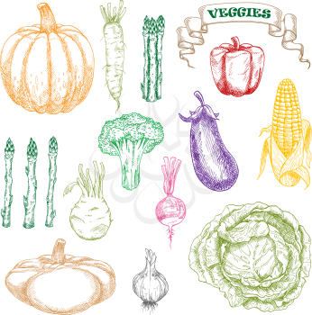 Wholesome and fresh eggplant, sweet yellow corn cob and red bell pepper, green broccoli and cabbage, asparagus and kohlrabi, zesty radishes and garlic, orange pumpkin and patty pan squash vegetables c