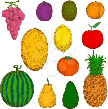 Sunny yellow canary melon and pineapple, pear and lemon, juicy orange, peach and grapes, apple and plum, green kiwi, avocado and watermelon fruits sketch symbols. Use as organic farming and healthy de