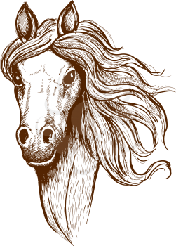 Sketch portrait of welsh cob filly with flowing mane and brown velvet coat. Great for t-shirt print or equastrian club symbol design