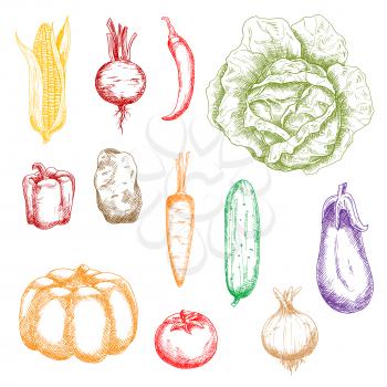 Autumnal ripe vegetables colored sketch icons for organic farming design with orange pumpkin and carrot, sweet corn, bell pepper and beet, tomato and potato, cayenne pepper and eggplant, onion, cabbag