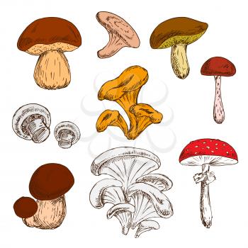 Ripe fresh king bolete and champignons, wild forest chanterelles, porcini and boletus, tree oysters and cep, poisonous amanita mushrooms sketch symbols. Great for vegetarian recipe or guide book desig