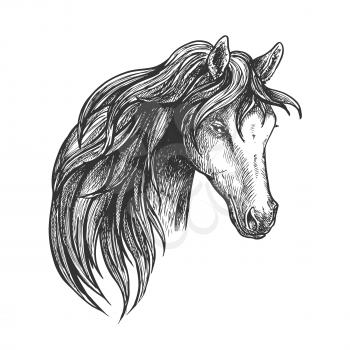 Stately mare of american quarter breed sketch portrait with half turn view of pretty horse. May be used as equestrian club symbol or horse breeding theme design