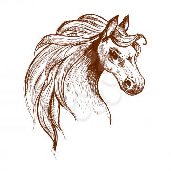 Angry brumby horse sketch icon of a head of wild and free-roaming feral horse in aggressive posture. Use as wildlife sanctuary or animal theme design