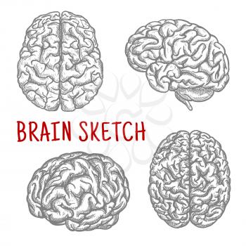 Brain sketch symbols with engraving illustrations of anatomically detailed human brain at different angles. Great for intellect and mind concept or t-shirt print design usage 