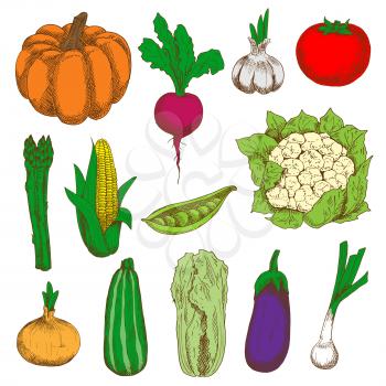 Ripe and fresh tomato, eggplant, onions and pumpkin, sweet corn and peas, garlic, zucchini and beet, cauliflower, asparagus and chinese cabbage vegetables colored sketch icons. Organic farming design