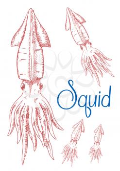 Engraving sketch drawings of red greater hooked squid with detailed mantle, fins and tentacles. Great for underwater wildlife symbol or t-shirt print design 
