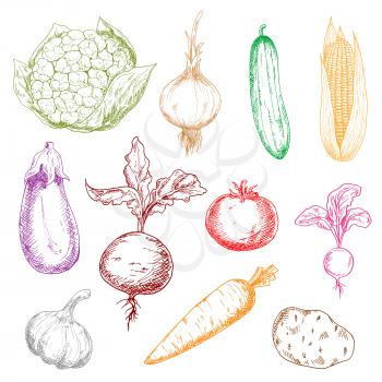 Healthy multicolored vegetables sketch icons with sweet corn and beet with leaves, ripe tomato, potato and eggplant, tangy onion, radish and garlic, juicy carrot, cucumber and cauliflower