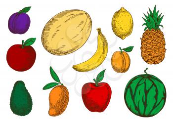 Fresh red apples and violet plum, fragrant mango, banana and melon, juicy lemon, pineapple and peach, ripe green avocado and watermelon fruits sketch icons. Tasty and healthy food design