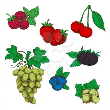 Fragrant wild strawberries, raspberries, blackberries and blueberries, green table grapes, sweet cherries, and gooseberries fruits with fresh green leaves and stems sketch icons in retro style