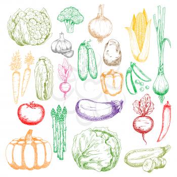 Colored sketched healthy farm corn, pumpkin and cabbages, tomato, onions and peppers, broccoli, eggplant and garlic, green peas, cucumbers and beet, cauliflower, radish and asparagus vegetables icons