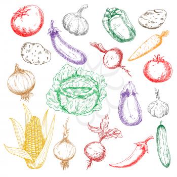 Fresh sweet corn and beetroots, bell pepper and carrot, tomatoes, eggplants and potatoes, green cabbage and cucumber, spicy chilli pepper and heads of garlics colored sketches for recipe book design