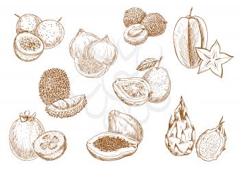 Sketched exotic lychee, carambola and durian, fragrant papaya, guava and passion fruit, sweet fig, feijoa and dragon fruits symbols. Kitchen accessories or interior design