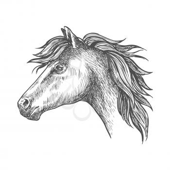 Profile of heavy farm horse isolated sketch icon of clydesdale mare with short mane and strong neck. Use as organic farming theme, horseback riding tour and family outdoor activity design