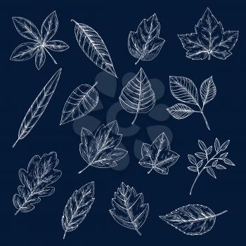 Chalk leaves of maple, oak, olive, chestnut, sycamore, elm, birch, willow, cherry and beech trees. Foliage chalk silhouettes for nature theme or ecology design