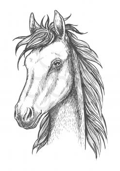 Sketched horse head icon of arabian stallion. Equestrian sporting competition or t-shirt print design