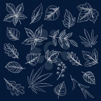 Leaves, seeds and fruits of trees and bushes chalk drawings on blackboard. Engraving sketch icons of maple, grape, acorn and chestnut, birch, rowanberry, elm and beech foliage