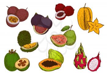 Tropical papaya, star fruit, feijoa, dragon fruit, guava, passion fruit, lychee, fig and durian fruits sketches. Fresh exotic fruits for cocktail menu or greengrocery market design