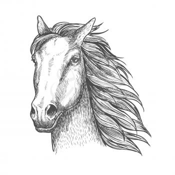 Racehorse stallion sketch of purebred horse head with flying mane on the wind. Equestrian sport theme or horse racing design