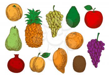 Green and violet grapes, red apple and pomegranate, orange, mango, peach and apricot, green pear and kiwi, pineapple and avocado fruits. Fresh fruits sketches for organic farming design