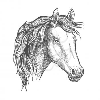 Arabian horse sketch of a head of purebred mare. Horse racing symbol or equestrian sport theme design