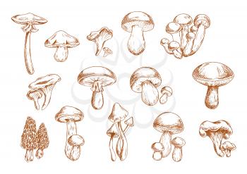 Delicious edible mushrooms sketches with engraving stylized porcini, ceps, shiitake, chanterelles, oysters, morel, honey agarics and portabella. Use as old fashioned recipe book or menu design
