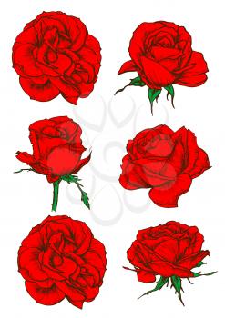 Red rose icons with blooming flowers and buds of garden tea rose isolated on white. Floral decor for invitation, greeting cards and tattoo design