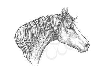 Racehorse head sketch icon for horse racing or another equestrian sporting activities symbol design with strong and speedy purebred american quarter stallion