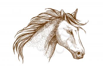 Sketched stallion horse icon with a head of arabian colt. Equestrian sport theme, horse racing or riding club symbol design