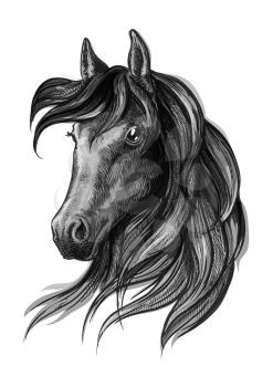 Horse head pencil sketch portrait. Black mustang with mane on white background