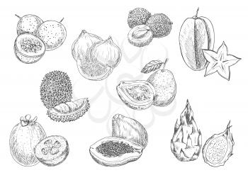 Exotic and tropical fruits. Vector pencil sketch isolated icons of papaya, durian, carambola, lychee, mangosteen, guava, fig, dragon fruit